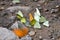 Butterfly at Kaeng Krachan National Park, Thailand