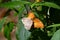 Butterfly at Kaeng Krachan National Park, Thailand