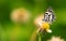 Butterfly landed on a flower.