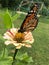 Butterfly landed on splattered yellow red flower