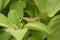 Butterfly landing on leaf