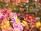 Butterfly landing on Pink Mums Flowers in the garden