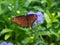 Butterfly lands on purple flowers