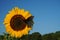 A butterfly lands on a sunflower under a blue sky