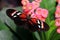 Butterfly Large common Postman Heliconius Melpomene Rosina