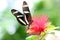 Butterfly Large common Postman Heliconius Melpomene Rosina feeding on flower