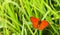 Butterfly Large copper on green grass