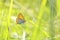 butterfly large copper lycaena dispar on a sunny spring morning meadow among fresh grass backlit by the sun day june poland