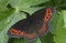 Butterfly the large ringlet, Erebia euryale, sitting on a leaf of plant