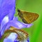Butterfly Large skipper on Iris sibirica
