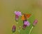 Butterfly Large skipper on a purple flower