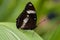 Butterfly On Large Textured Leaf