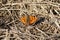 Butterfly Large tortoiseshell or Nymphalis polychloros