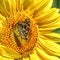 Butterfly on a Large Yellow Sunflower in Field