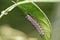 Butterfly larva