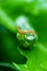 Butterfly larva caterpillar on leaf, insect, nature, Mobile phone wallpaper, vertical