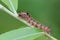Butterfly larva on a leaf looks very terrible