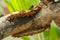 Butterfly larvae on a plant