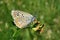 Butterfly on lathyrus flower in the meadow, closeup