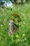 Butterfly on lathyrus flower in the meadow, closeup