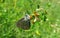 Butterfly on lathyrus flower in the meadow, closeup