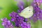 Butterfly on lavender