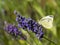 Butterfly on Lavender