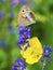 Butterfly on lavender blossom