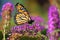 Butterfly in Lavender bush
