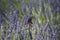 butterfly on a lavender field. a large lavender field bloomed, a purple flower