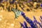 Butterfly on a lavender flower, Provence (France)