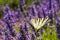 Butterfly on a lavender flower, Provence (France)