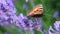 Butterfly on lavender flowers