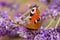 Butterfly on lavender flowers