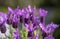 Butterfly lavender green Garden Background