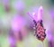 Butterfly lavender or lavendula in the field and single shot. with purple and green backgrounds.