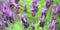 Butterfly lavender or lavendula in the field and single shot. with purple and green backgrounds.