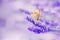 Butterfly in lavender shining sunlight on nature purple tones, macro. Fabulous magical artistic image of dream, copy