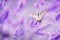 Butterfly in lavender shining sunlight on nature purple tones, macro. Fabulous magical artistic image of dream, copy