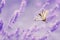 Butterfly in lavender shining sunlight on nature purple tones, macro. Fabulous magical artistic image of dream, copy
