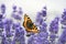 Butterfly on lavender, small tortoiseshell - Aglais urticae -  resting on beautiful flowering lavender with wings wide open