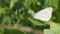 Butterfly on a leaf