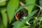 Butterfly on leaf