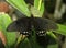 Butterfly on a leaf