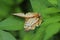 Butterfly on a leaf