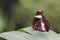 Butterfly on a leaf