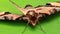 Butterfly on leaf