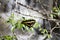 Butterfly on leaf