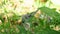 Butterfly on leaf of coconut tree with abstract blur nature backgroundCloseup butterfly On a leaf of a plant slowmotion