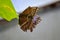 Butterfly and leaf of a tree, photo capturing this beautiful creature in a short moment of its life